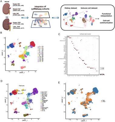 Single-cell transcriptome analysis reveals status changes of immune cells in chronic kidney disease